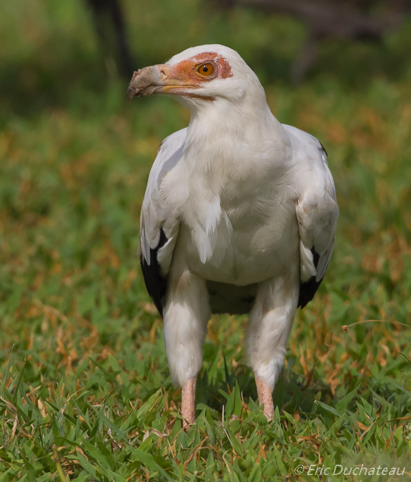 Palmiste africain Palm-nut Vulture)