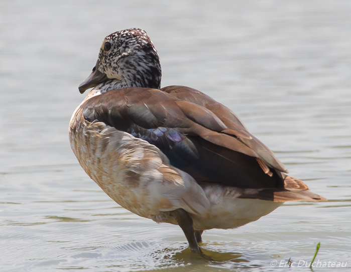 Canard à bosse (Knob-billed Duck)