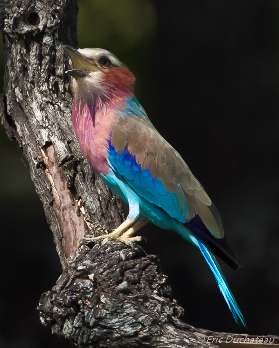 Rollier à longs brins (Lilac-breasted Roller)