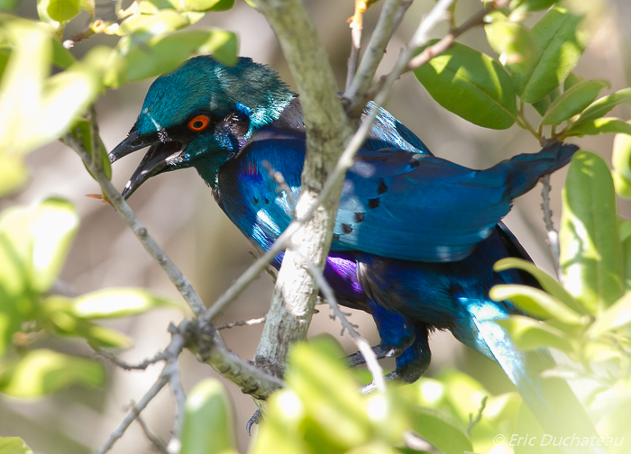 Choucador à oreillons bleus (Greater Blue-eared Starling)