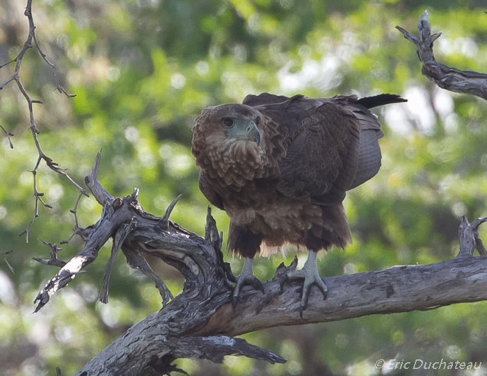 Bateleur des savanes (juvénile) (Bateleur)