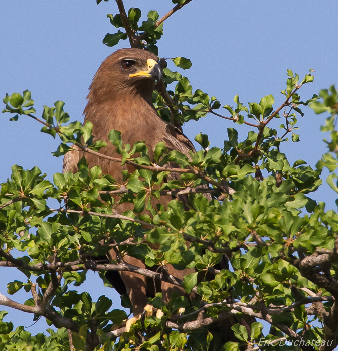 Aigle ravisseur (Tawny Eagle)