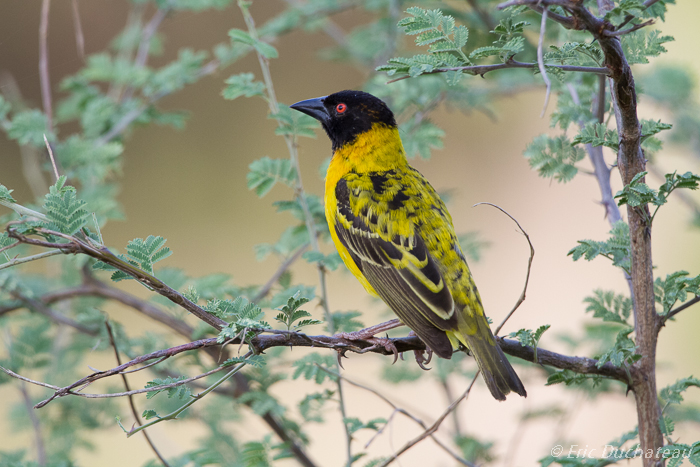 Tisserin gendarme (Black-headed Weaver)