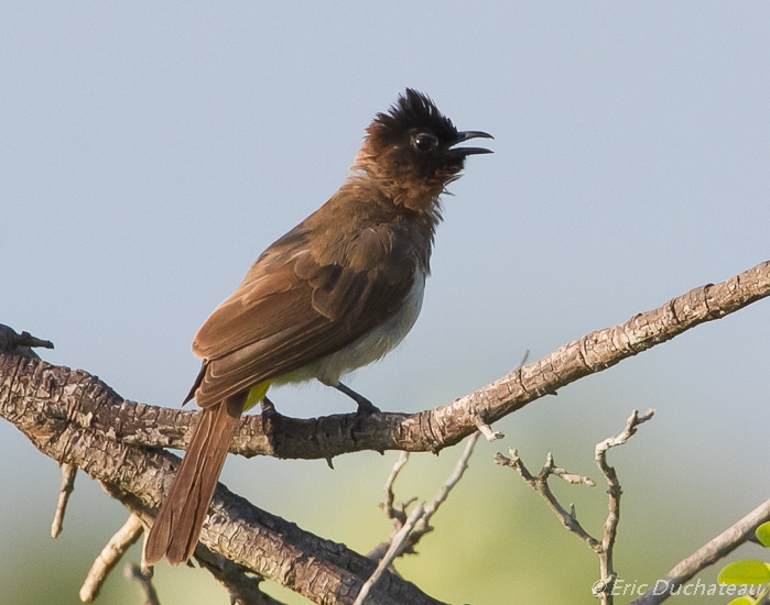 Bulbul des jardins (Common Bulbul)