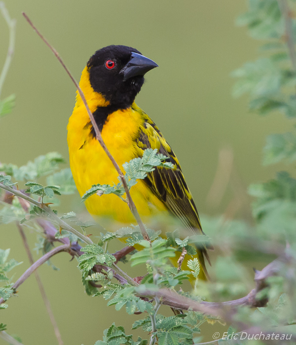 Tisserin gendarme (Black-headed Weaver)