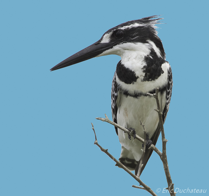 Martin-pêcheur pie (Pied Kingfisher)