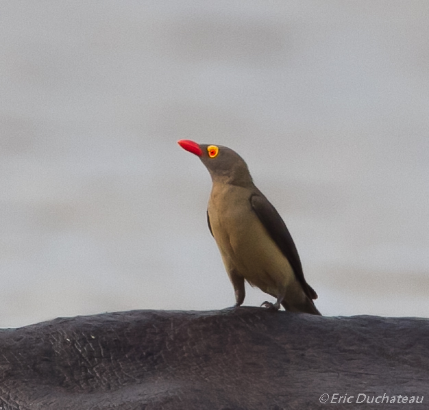 Piquebœuf à bec rouge (Red-billed Oxpecker)