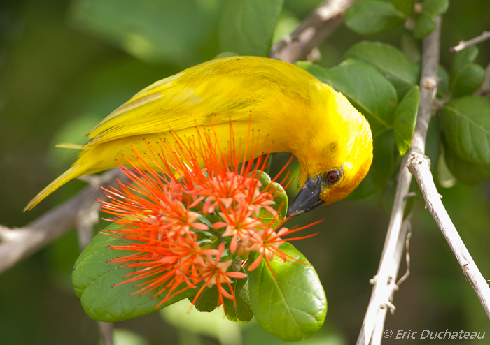 Tisserin jaune (African Golden Weaver)