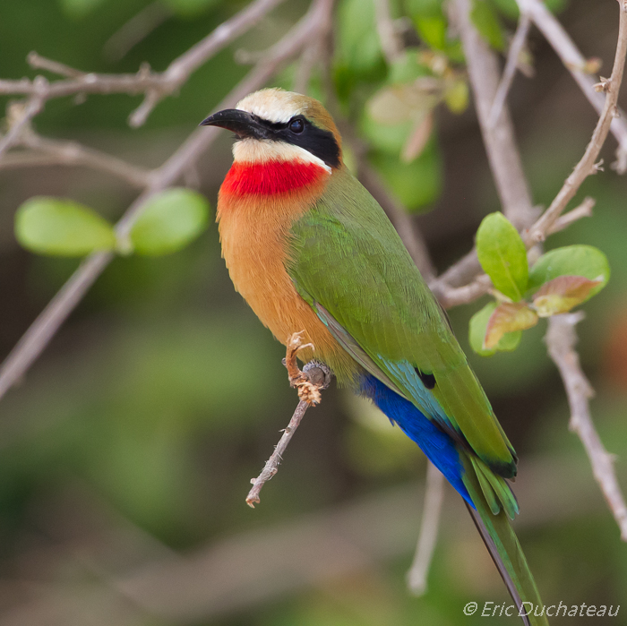 Guêpier à front blanc (White-fronted Bee-eater)