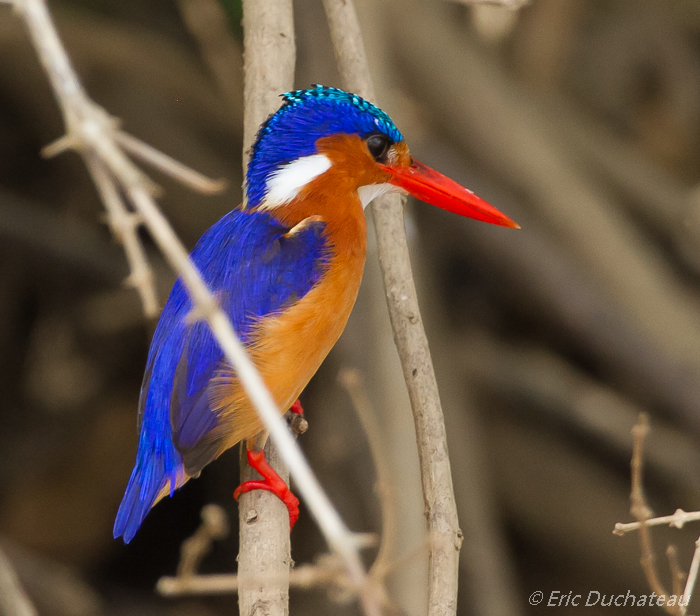 Martin-pêcheur huppé (Malachite Kingfisher)