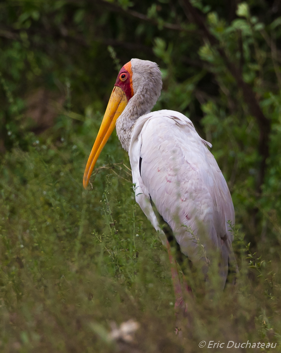 Tantale ibis (Yellow-billed Stork)