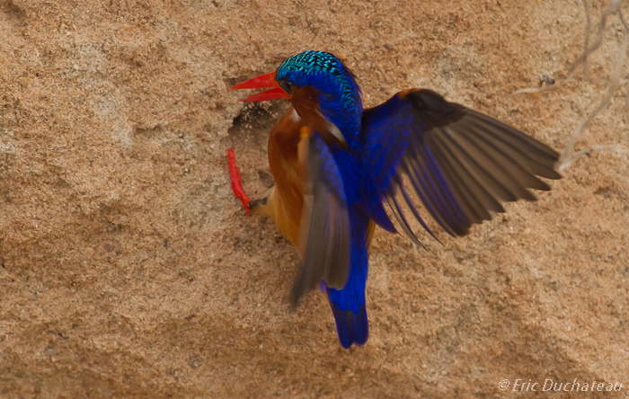 Martin-pêcheur huppé (Malachite Kingfisher)