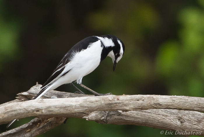 Bergeronnette pie (African Pied Wagtail)