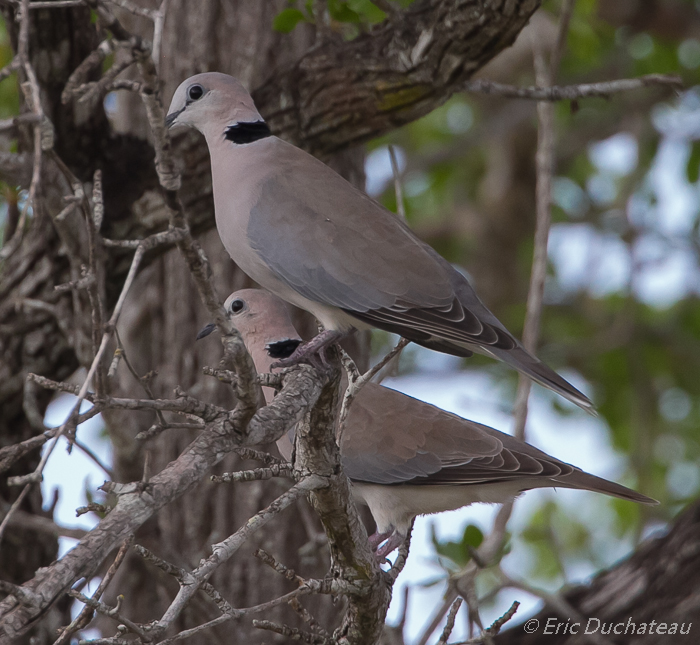 Tourterelles du Cap (Ring-necked Doves)