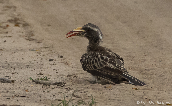 Calao à bec noir (femelle) (African Grey Hornbill)