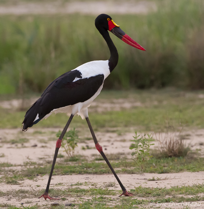 Jabiru d'Afrique (Saddle-billed Stork)