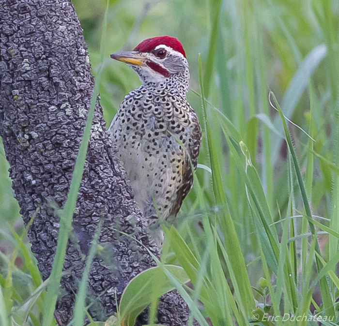 Pic de Reichenow (Speckle-throated Woodpecker)