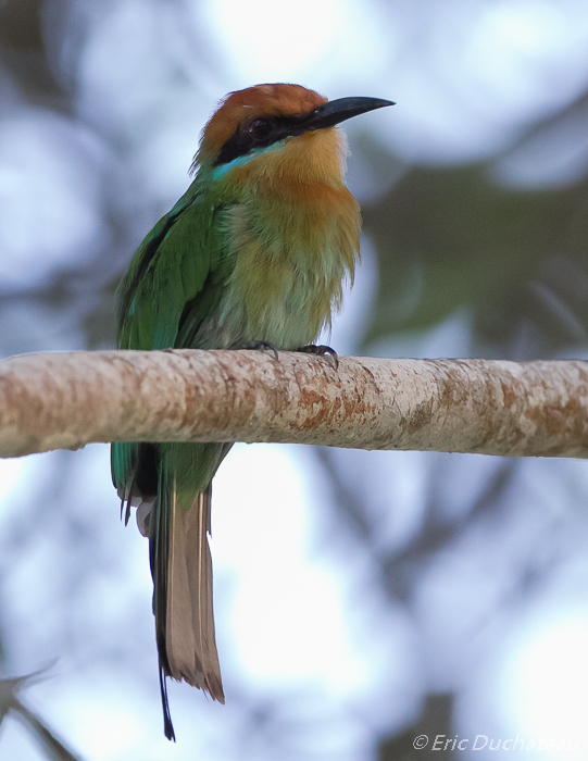 Guêpier de Böhm (Böhm's Bee-eater)