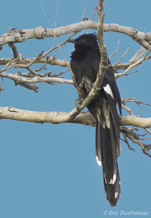 Coucou de Levaillant (Levaillant's Cuckoo or Striped Cuckoo)