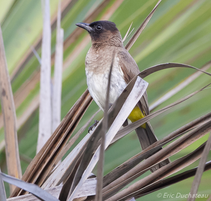 Bulbul des jardins (Common Bulbul)