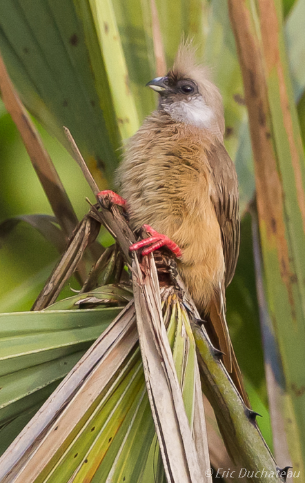 Coliou rayé (Speckled Mousebird)