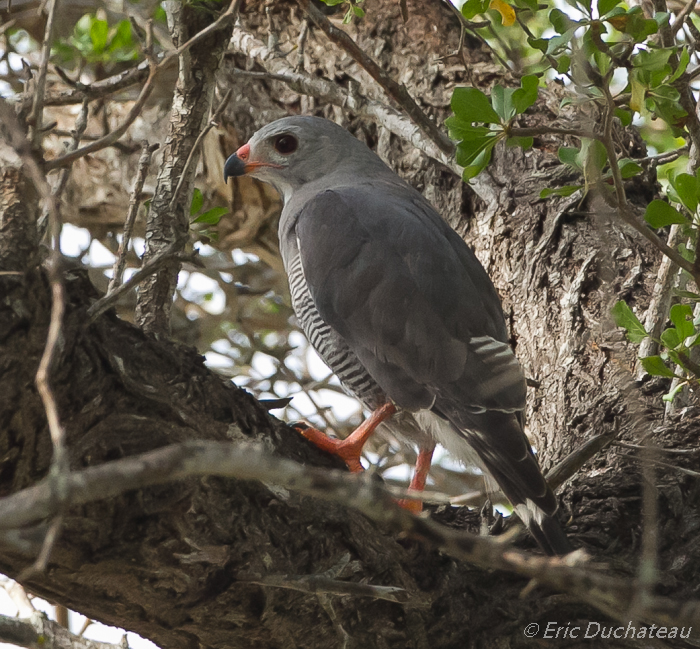 Autour unibande (Lizard Buzzard)