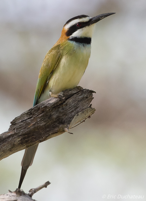 Guêpier à gorge blanche (White-throated Bee-eater)