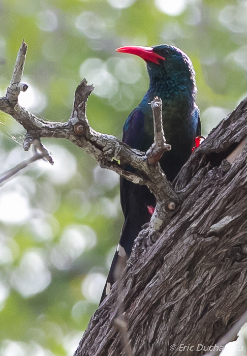 Irrisor moqueur (Green Wood-hoopoe or Red-billed Wood-hoopoe)