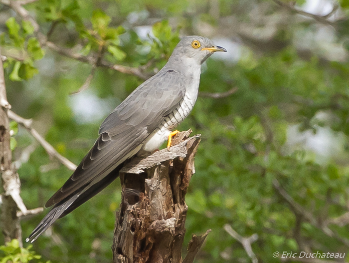 Coucou africain (African Cuckoo)