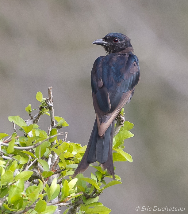 Drongo brillant (Fork-tailed Drongo)