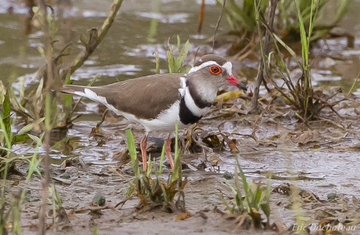 Pluvier à triple collier (Three-banded Plover)