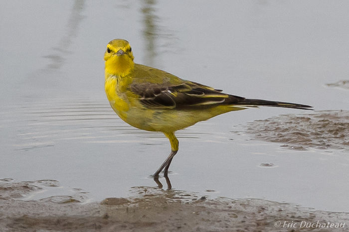 Bergeronnette flavéole (Yellow Wagtail)