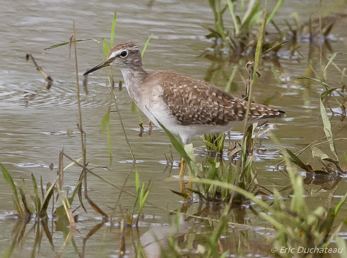 Chevalier sylvain (Wood Sandpiper)