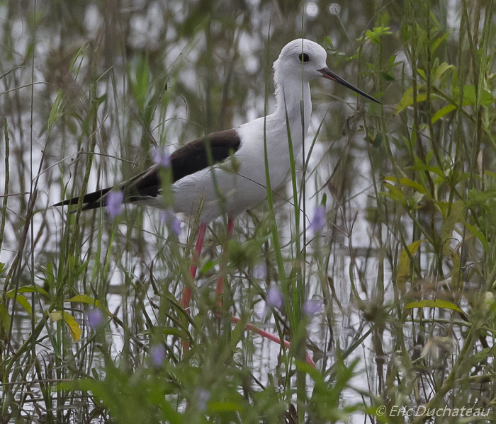 Échasse blanche (Black-winged Stilt)