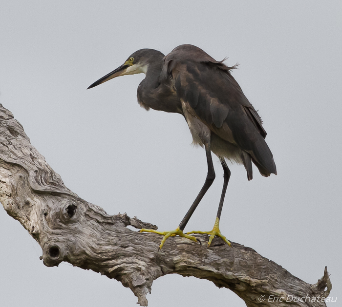 Aigrette ardoisée (Black Egret)