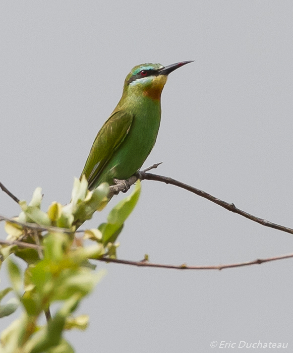 Guêpier de Perse (Blue-cheeked Bee-eater)