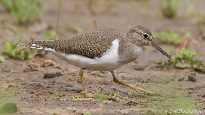 Chevalier guignette (Common Sandpiper)