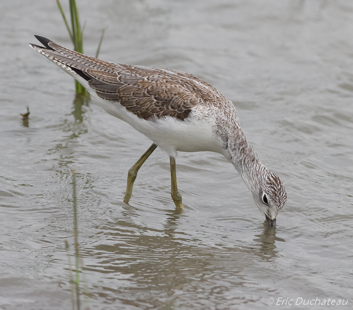 Chevalier aboyeur (Common Greenshank)