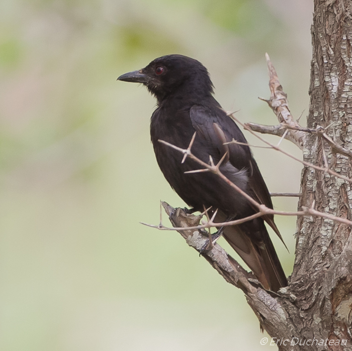 Drongo brillant (Fork-tailed Drongo)