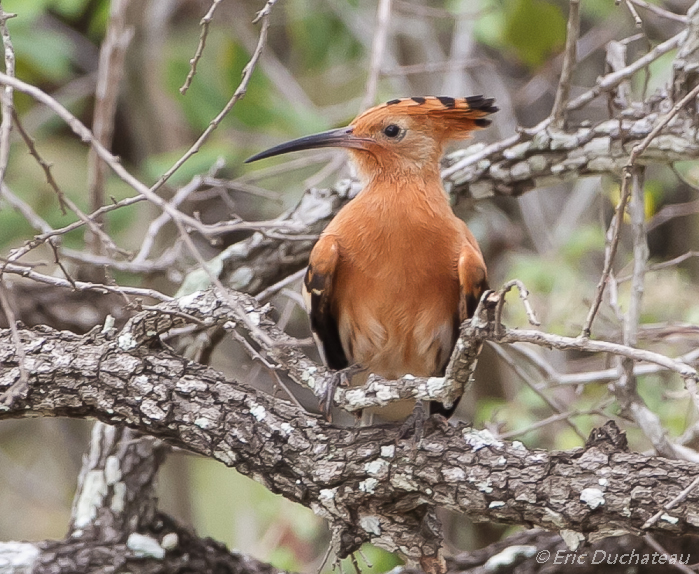 Huppe d'Afrique (African Hoopoe)