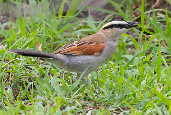 Tchagra à tête noire (Black-crowned Tchagra)