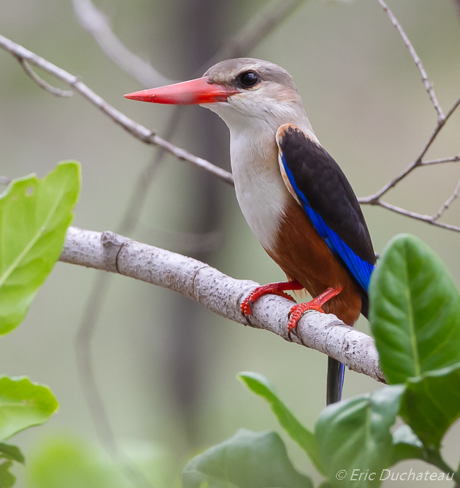 Martin-chasseur à tête grise (Grey-headed Kingfisher)