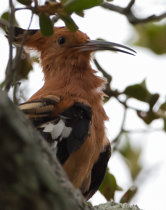 Huppe d'Afrique (African Hoopoe)