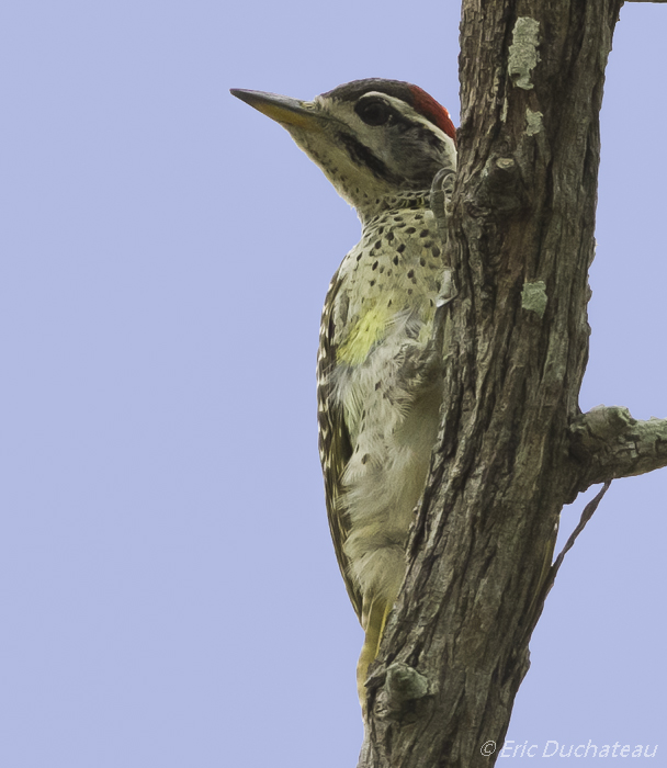 Pic de Reichenow (Speckle-throated Woodpecker)