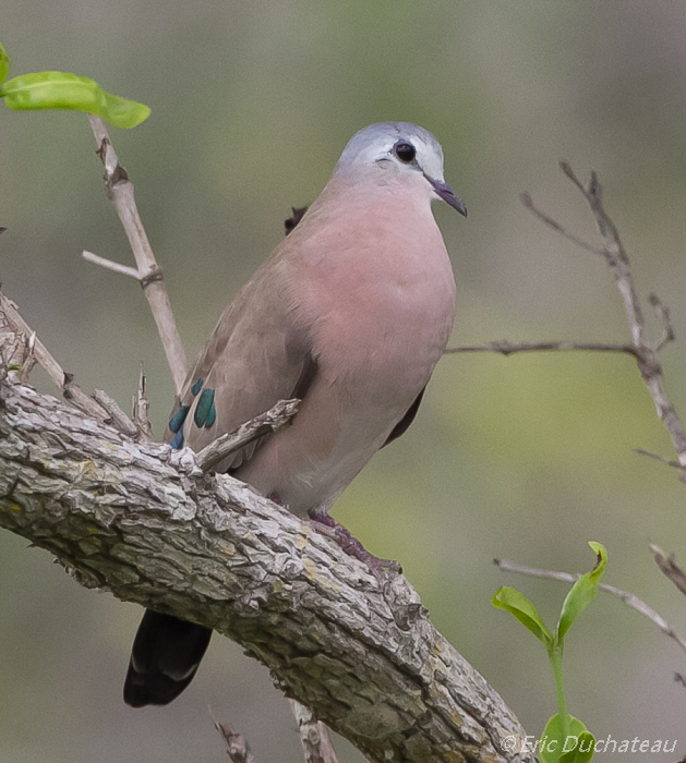 Tourtelette émeraudine (Emerald-spotted Wood-Dove)