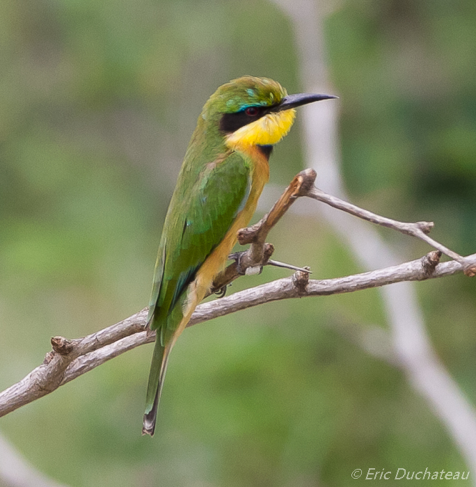 Guêpier nain (Little Bee-eater)