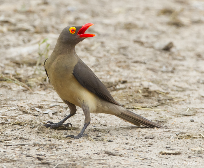 Piquebœuf à bec rouge (Red-billed Oxpecker)