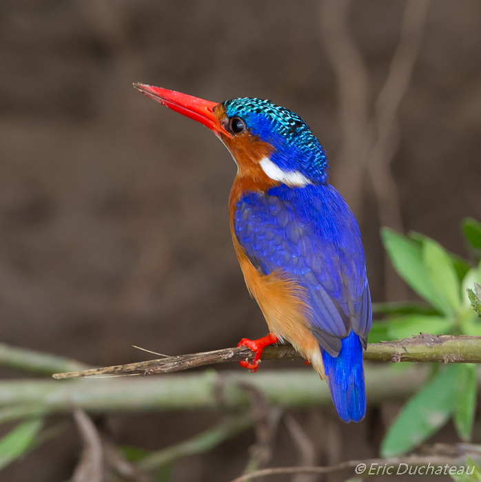 Martin-pêcheur huppé (Malachite Kingfisher)