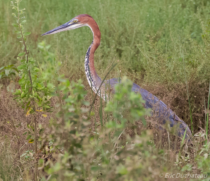 Héron goliath (Goliath Heron)