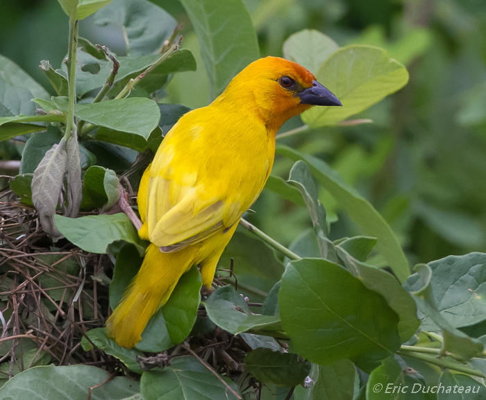 Tisserin jaune (African Golden Weaver)